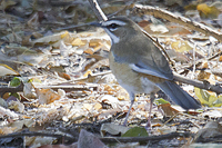 Erythropygia quadrivirgata